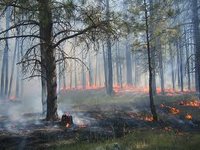 forest fire
