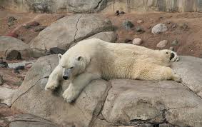Polar Bear at Lake Superior Zoo Polar Bear at Lake Superior Zoo