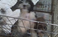 Missouri Dogs Arrive at Headin' Home Pet Rescue 27