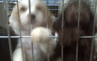 Missouri Dogs Arrive at Headin' Home Pet Rescue 26
