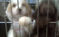 Missouri Dogs Arrive at Headin' Home Pet Rescue 26
