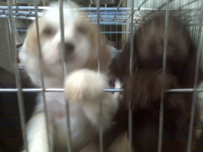 Missouri/Oklahoma Dogs Arrive at Headin' Home