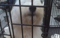 Missouri Dogs Arrive at Headin' Home Pet Rescue 25