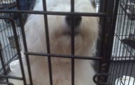 Missouri Dogs Arrive at Headin' Home Pet Rescue 25
