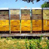 A set of beehives sit in an open field A set of beehives sit in an open field