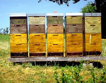 A set of beehives sit in an open field A set of beehives sit in an open field