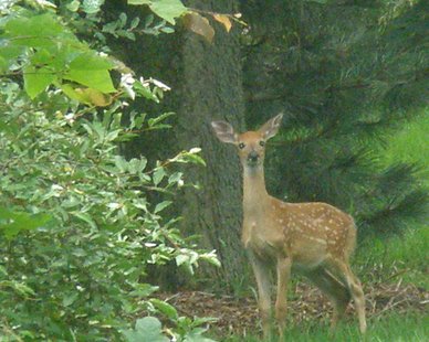 "Little Friend" by Bailey Stormzand (photo courtesy Allegan County Parks Recreation & Tourism Office) "Little Friend" by Bailey Stormzand (photo courtesy Allegan County Parks Recreation & Tourism Office)
