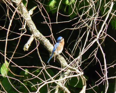 "Beautiful Bluebird" by Jayne DeKraker (photo courtesy Allegan County Parks Recreation & Tourism Office) "Beautiful Bluebird" by Jayne DeKraker (photo courtesy Allegan County Parks Recreation & Tourism Office)