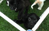 Missouri Dogs Arrive at Headin' Home Pet Rescue 23