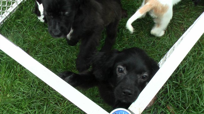 Puppies Arrive at Headin' Home Pet Rescue