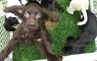 Missouri Dogs Arrive at Headin' Home Pet Rescue 22