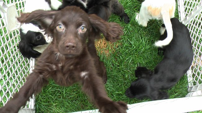 Puppies Arrive at Headin' Home Pet Rescue