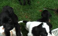 Missouri Dogs Arrive at Headin' Home Pet Rescue 21
