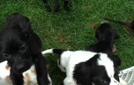 Missouri Dogs Arrive at Headin' Home Pet Rescue 21