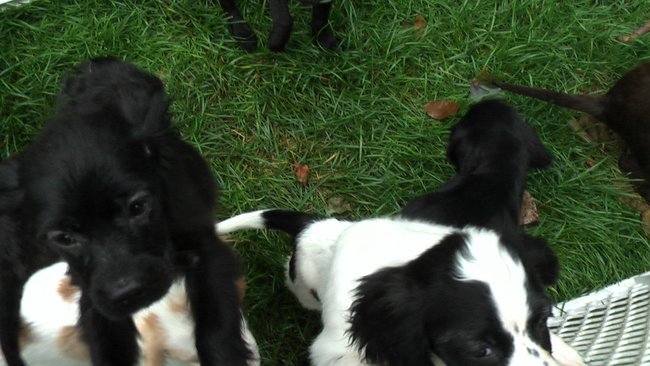 Puppies Arrive at Headin' Home Pet Rescue