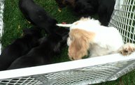 Missouri Dogs Arrive at Headin' Home Pet Rescue 24