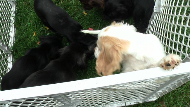 Puppies Arrive at Headin' Home Pet Rescue