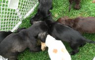 Missouri Dogs Arrive at Headin' Home Pet Rescue 19