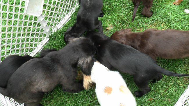 Puppies Arrive at Headin' Home Pet Rescue