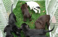 Missouri Dogs Arrive at Headin' Home Pet Rescue 18