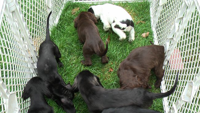 Puppies Arrive at Headin' Home Pet Rescue