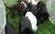 Missouri Dogs Arrive at Headin' Home Pet Rescue 17