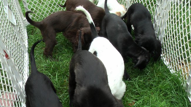 Puppies Arrive at Headin' Home Pet Rescue
