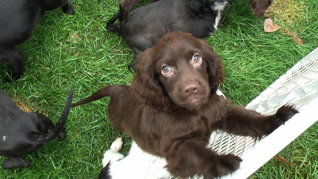 Puppies Arrive at Headin' Home Pet Rescue