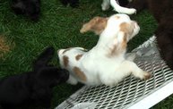Missouri Dogs Arrive at Headin' Home Pet Rescue 11