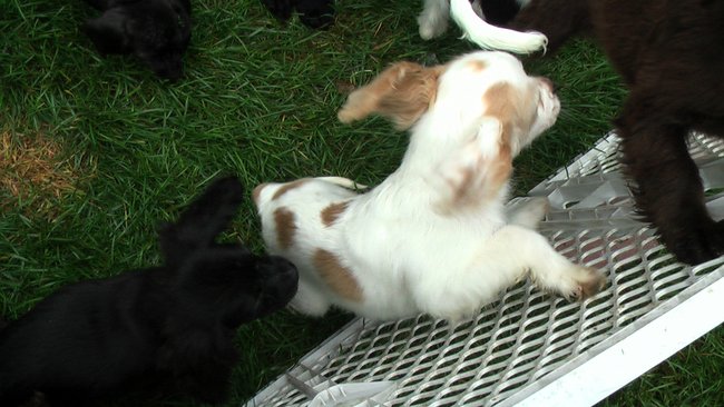 Puppies Arrive at Headin' Home Pet Rescue