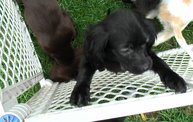Missouri Dogs Arrive at Headin' Home Pet Rescue 10