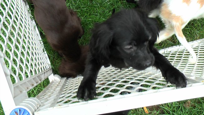 Puppies Arrive at Headin' Home Pet Rescue