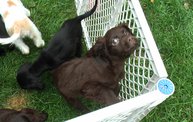 Missouri Dogs Arrive at Headin' Home Pet Rescue 9
