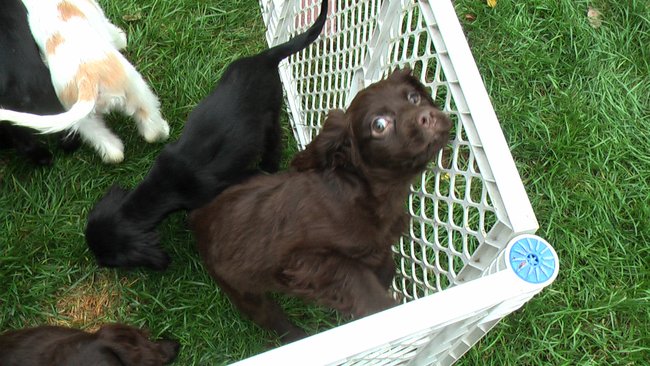Puppies Arrive at Headin' Home Pet Rescue