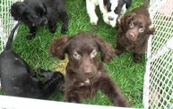 Missouri Dogs Arrive at Headin' Home Pet Rescue 16