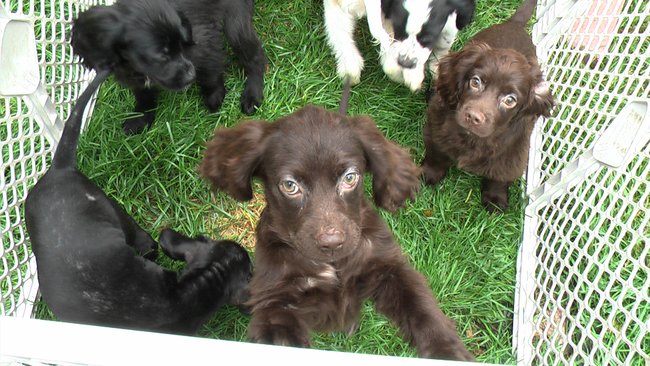 Puppies Arrive at Headin' Home Pet Rescue