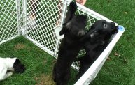 Missouri Dogs Arrive at Headin' Home Pet Rescue 15