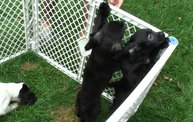 Missouri Dogs Arrive at Headin' Home Pet Rescue 15