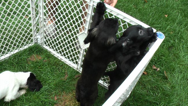 Puppies Arrive at Headin' Home Pet Rescue