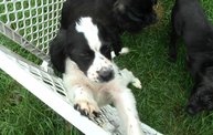Missouri Dogs Arrive at Headin' Home Pet Rescue 14