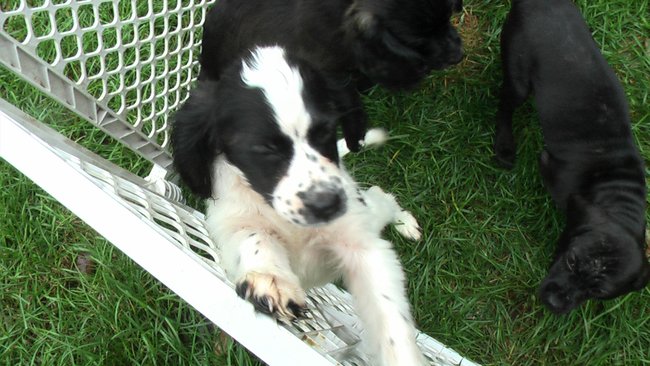Puppies Arrive at Headin' Home Pet Rescue