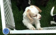 Missouri Dogs Arrive at Headin' Home Pet Rescue 13