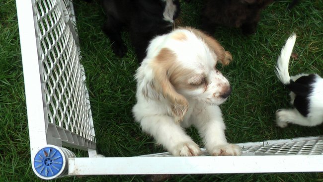 Puppies Arrive at Headin' Home Pet Rescue