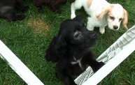 Missouri Dogs Arrive at Headin' Home Pet Rescue 12