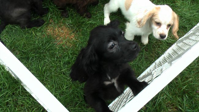 Puppies Arrive at Headin' Home Pet Rescue