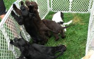 Missouri Dogs Arrive at Headin' Home Pet Rescue 8