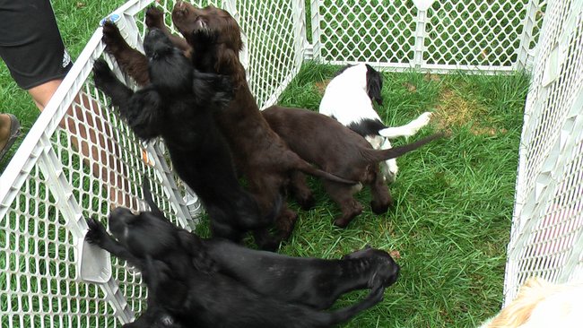 Puppies Arrive at Headin' Home Pet Rescue