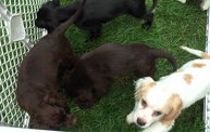 Missouri Dogs Arrive at Headin' Home Pet Rescue 7
