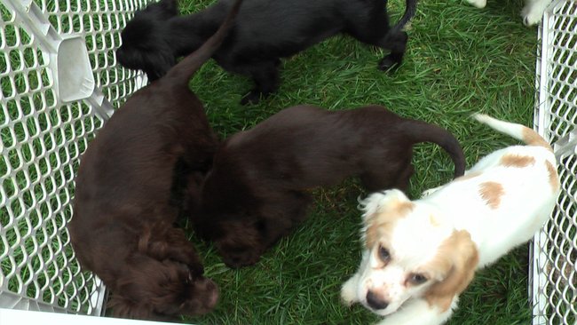 Puppies Arrive at Headin' Home Pet Rescue