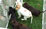 Missouri Dogs Arrive at Headin' Home Pet Rescue 6